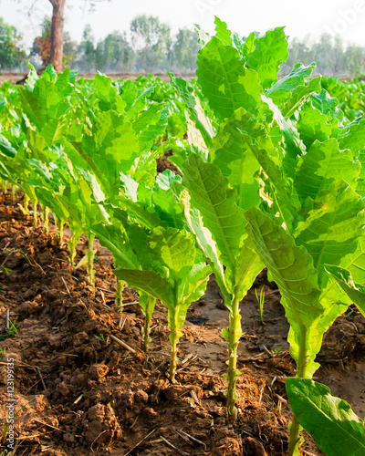 Tobacco plant are scattered onto the surface of the soil