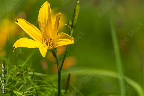yellow lily flowers meadow closeup