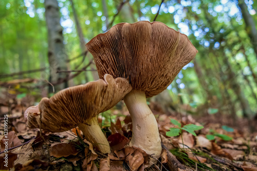 Fälbling (Hebeloma), Pilz im Wald  photo