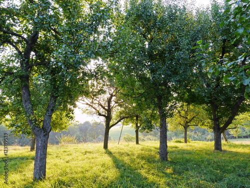 Streuobstwiese mit Apfelbäumen