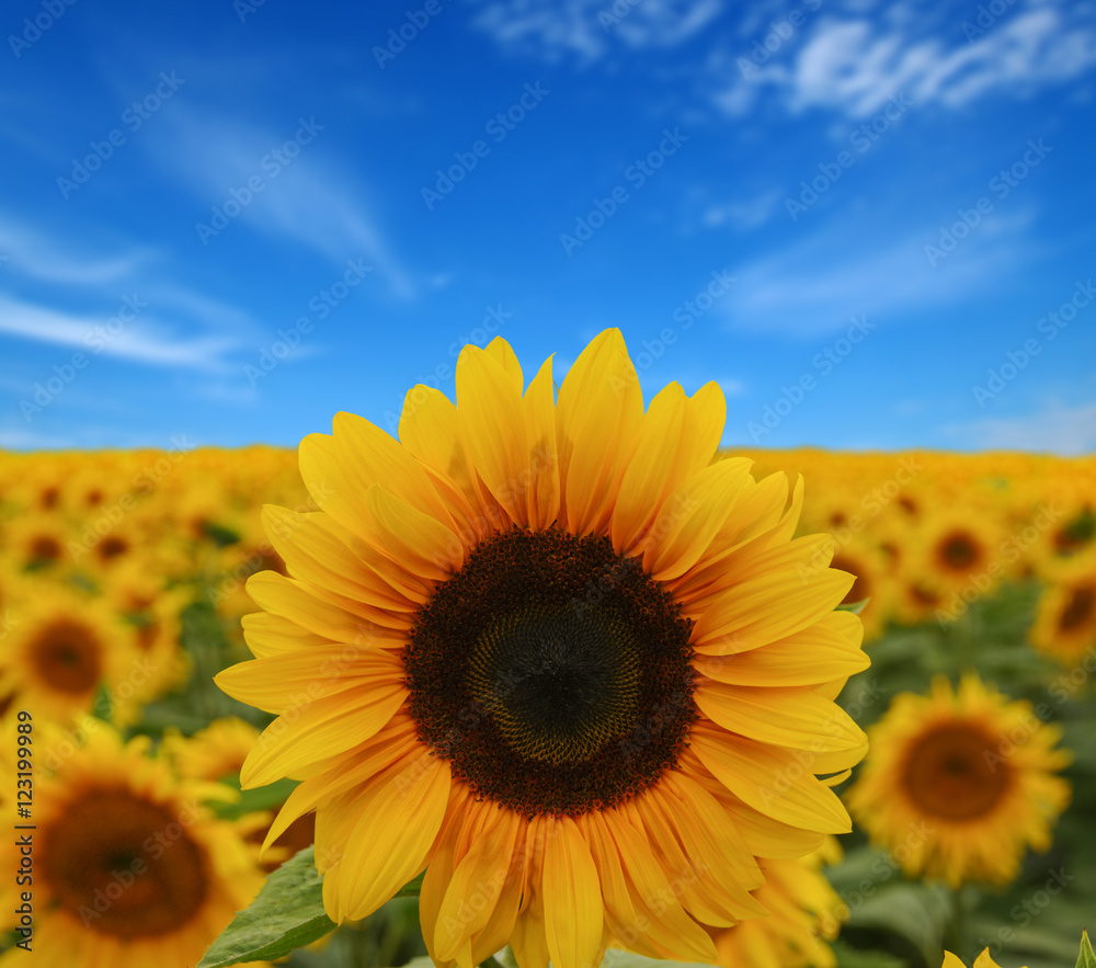 Obraz premium sunflowers field on sky