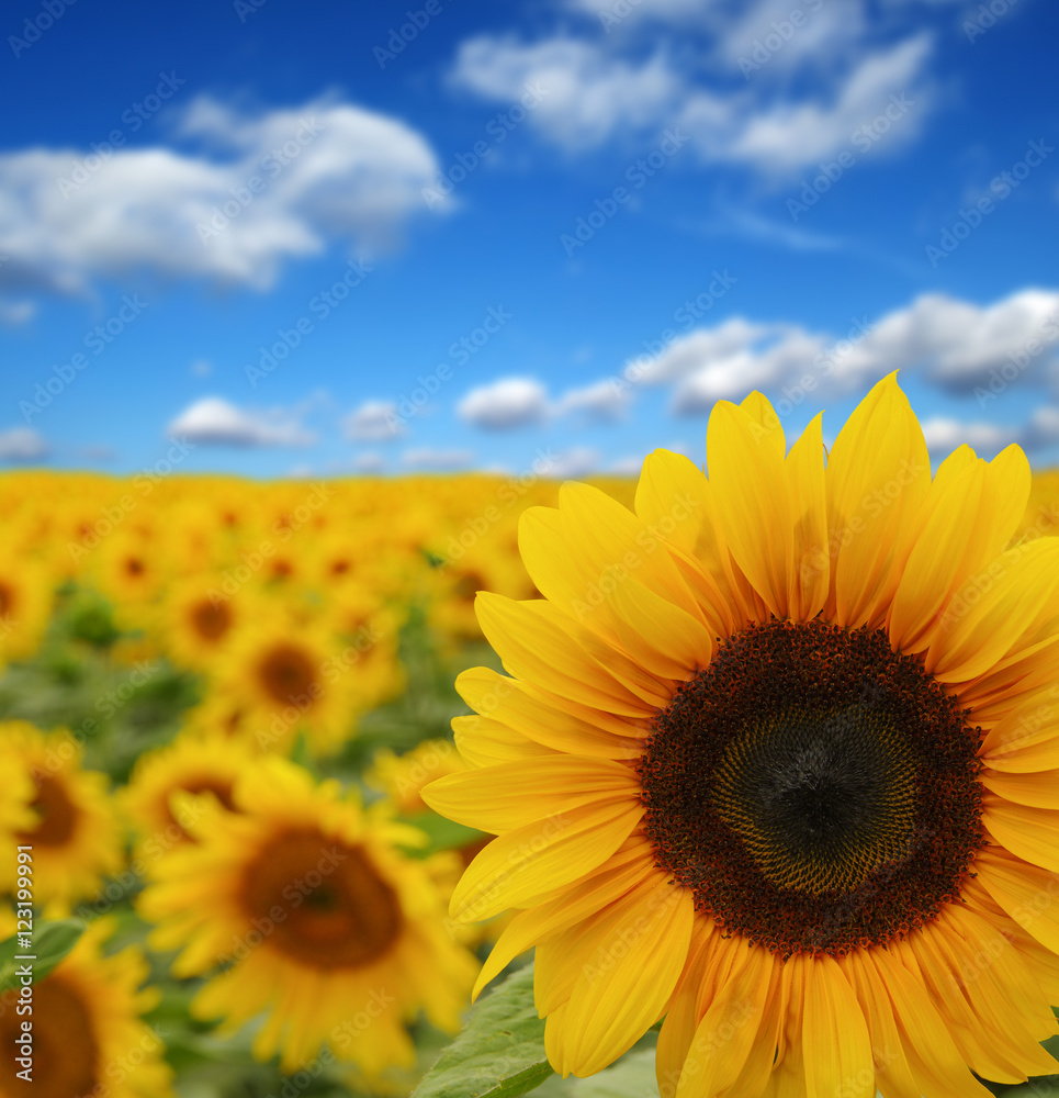 Obraz premium sunflowers field on sky