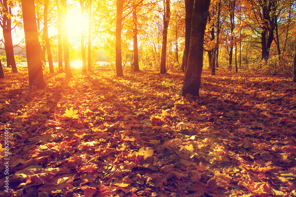  autumn trees on sun