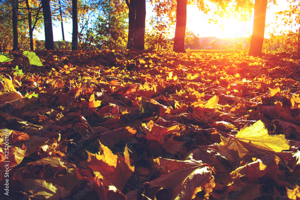  autumn trees on sun - obrazy, fototapety, plakaty 