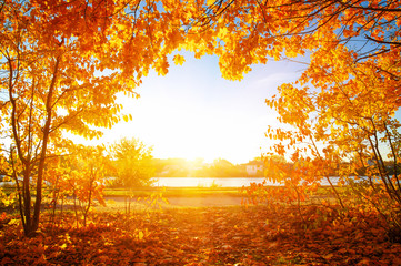  autumn trees on sun