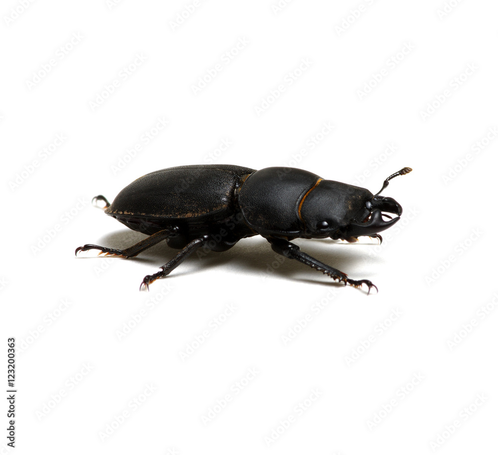 black beetle on white black beetle on white