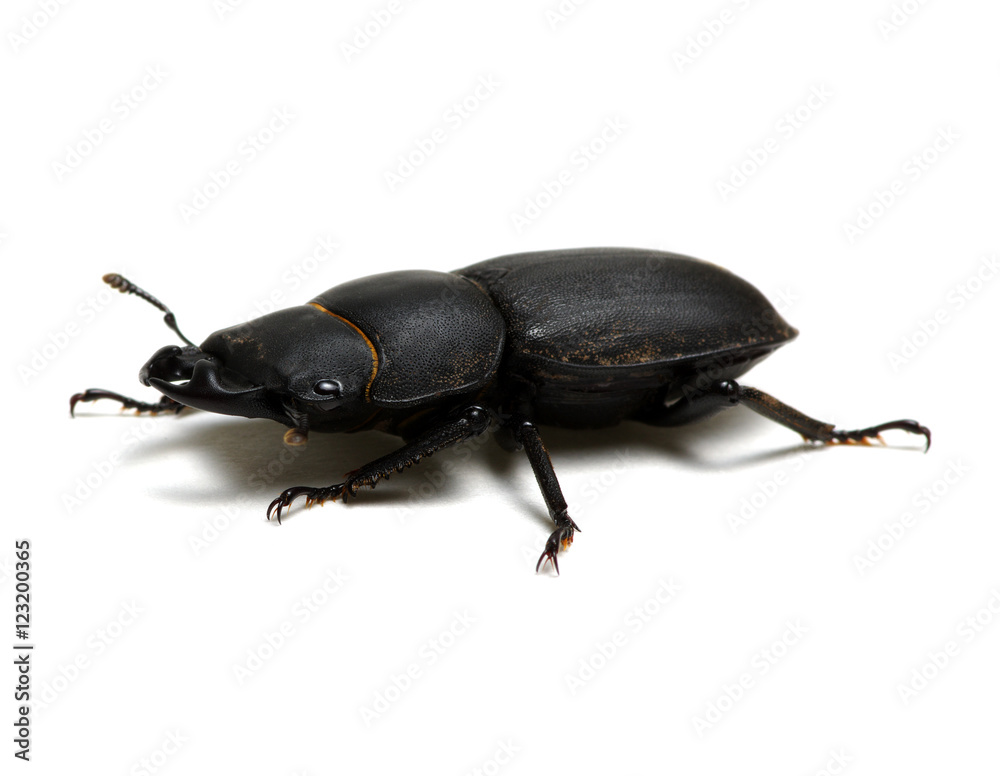 black beetle on white black beetle on white
