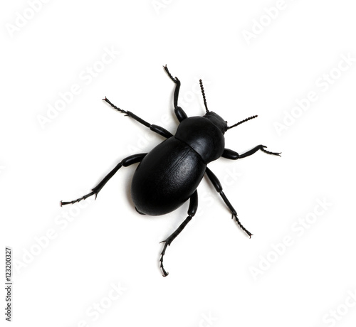 black beetle on white