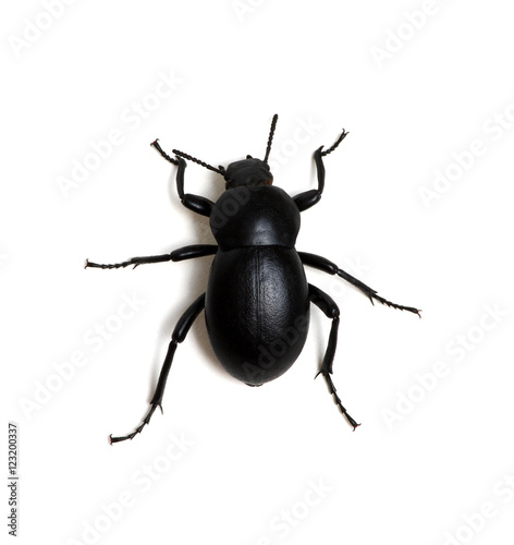 black beetle on white