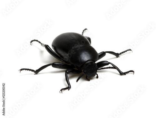 black beetle on white