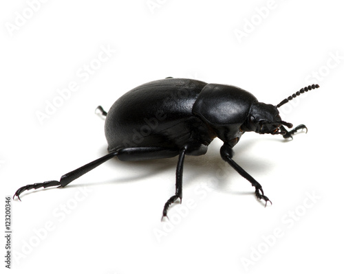 Obraz na płótnie black beetle on white