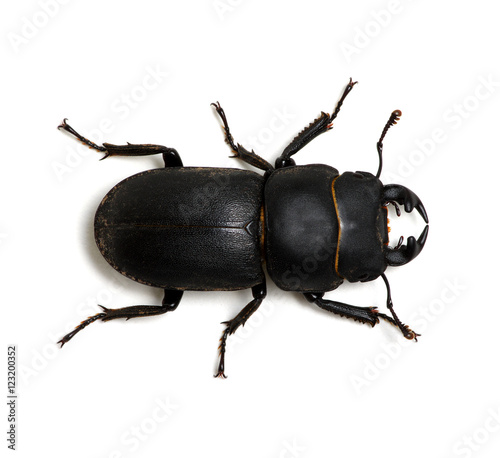 black beetle on white