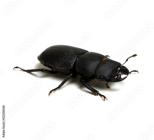 black beetle on white