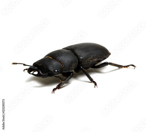 black beetle on white