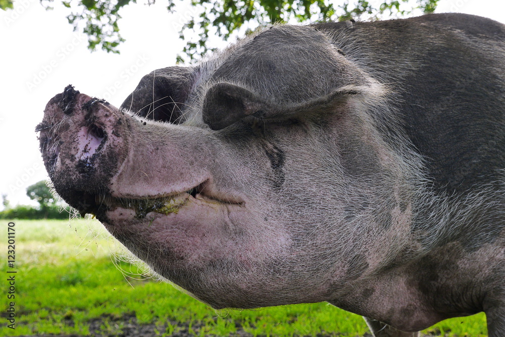Buntes Bentheimer Schwein Stock-Foto | Adobe Stock
