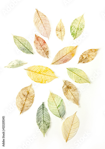 Set of tinted skeleton leaves on white background