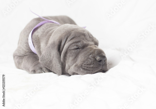 Napping purebred Great Dane puppy on a white background