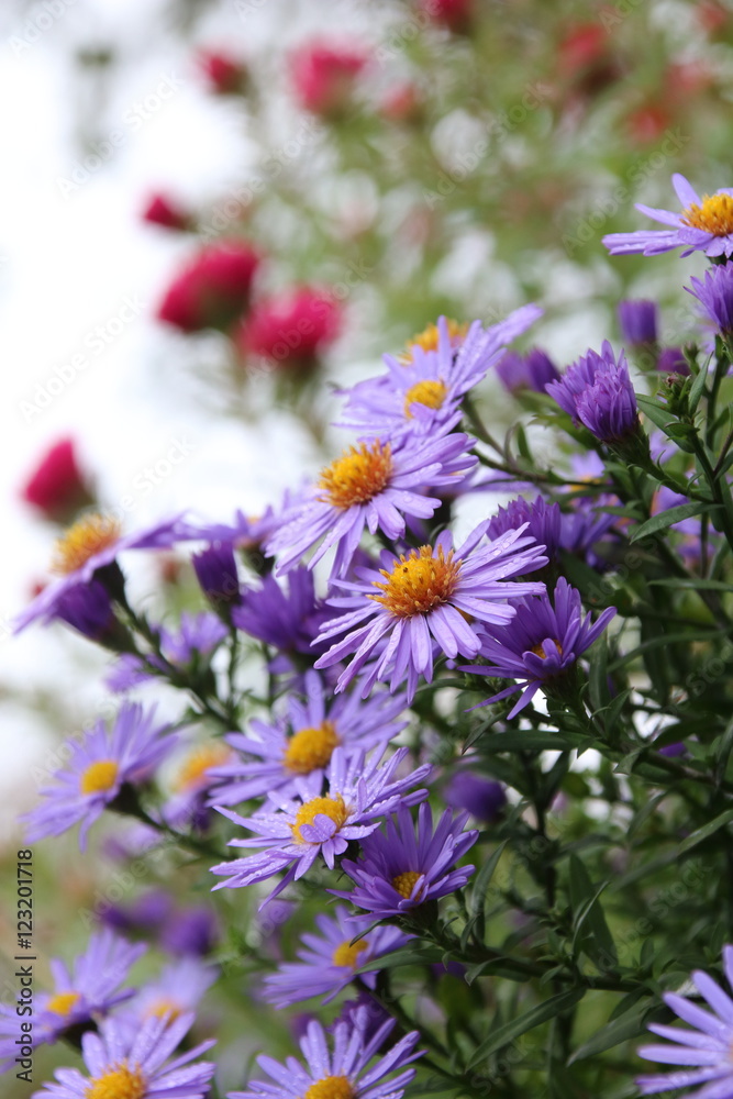 beautiful flower blue aster. beautiful flower blue aster.