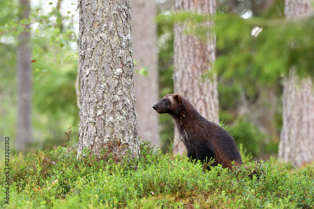 Fototapeta premium wolverine (Gulo gulo) in forest