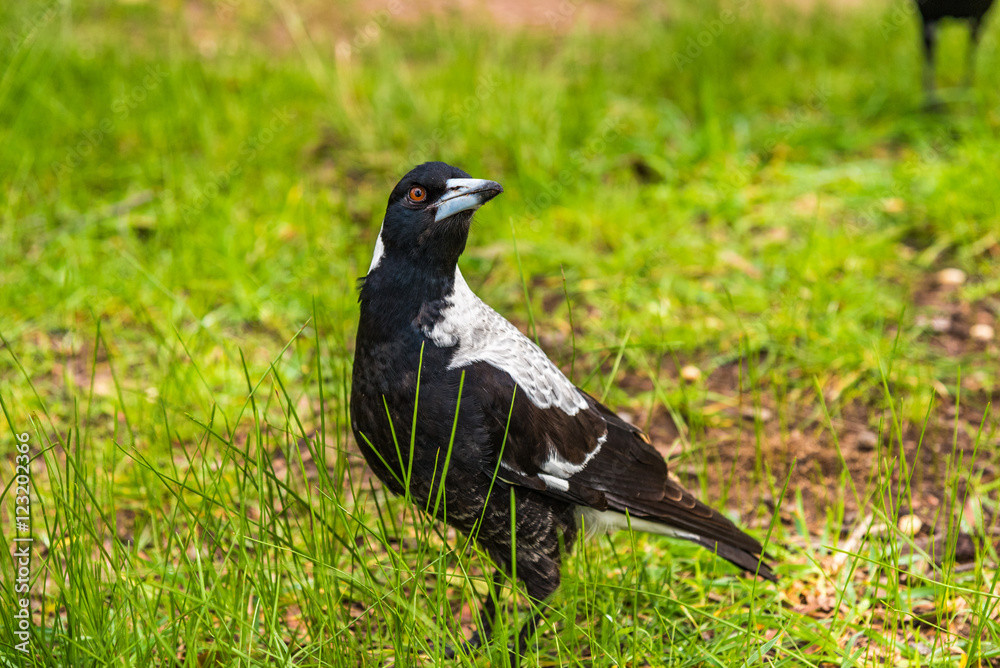 Fototapeta premium オーストラリアのマグパイ 鳥