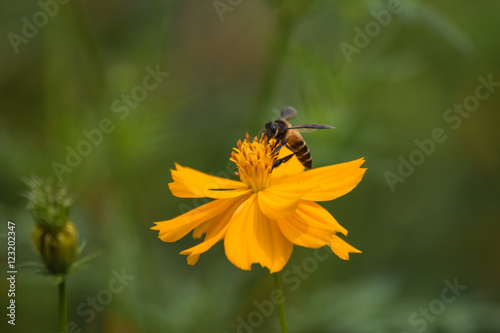 Bee on the yellow cosmos