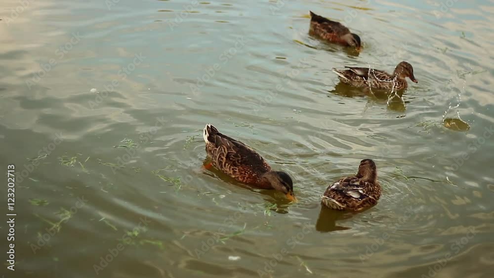 Wild ducks on the pond Wild ducks on the pond