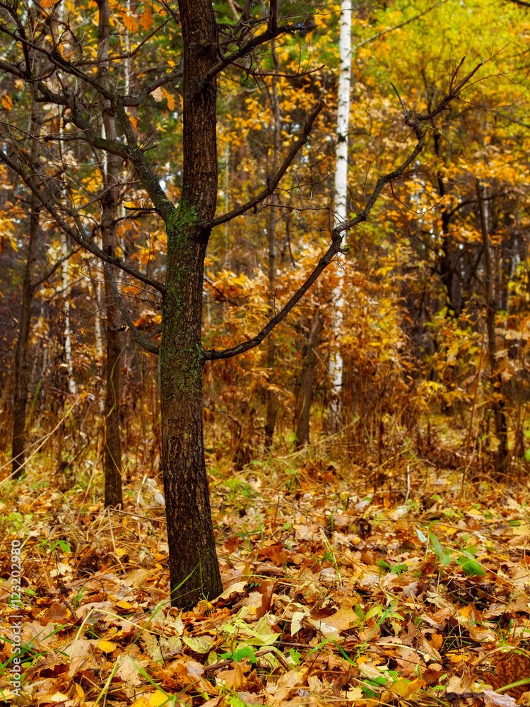 Lone oak tree without leaves in the forest Lone oak tree without leaves in the forest