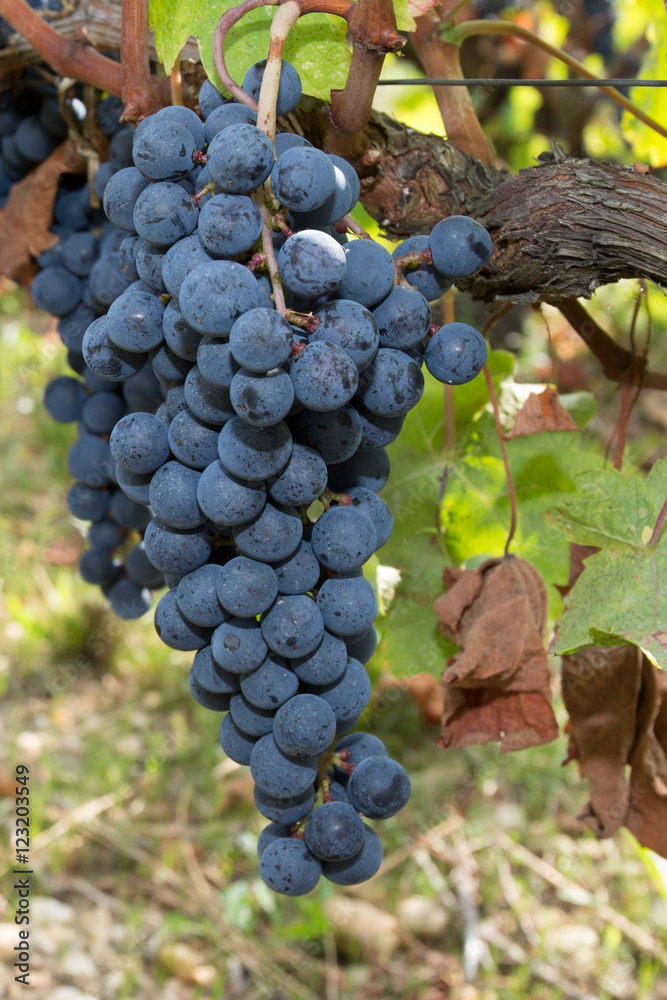Close up of large bunch of red wine grapes