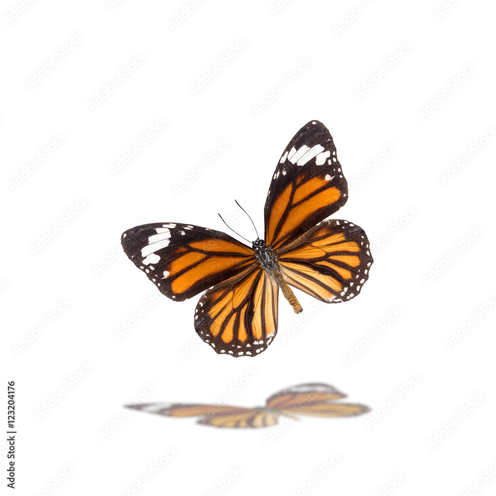 Fototapeta premium Beautiful butterfly flying isolated on white background ,Tiger butterflies