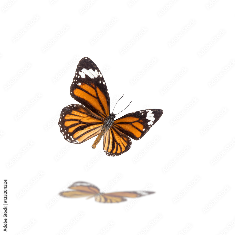 Beautiful butterfly flying isolated on white background ,Tiger butterflies  Stock Photo | Adobe Stock