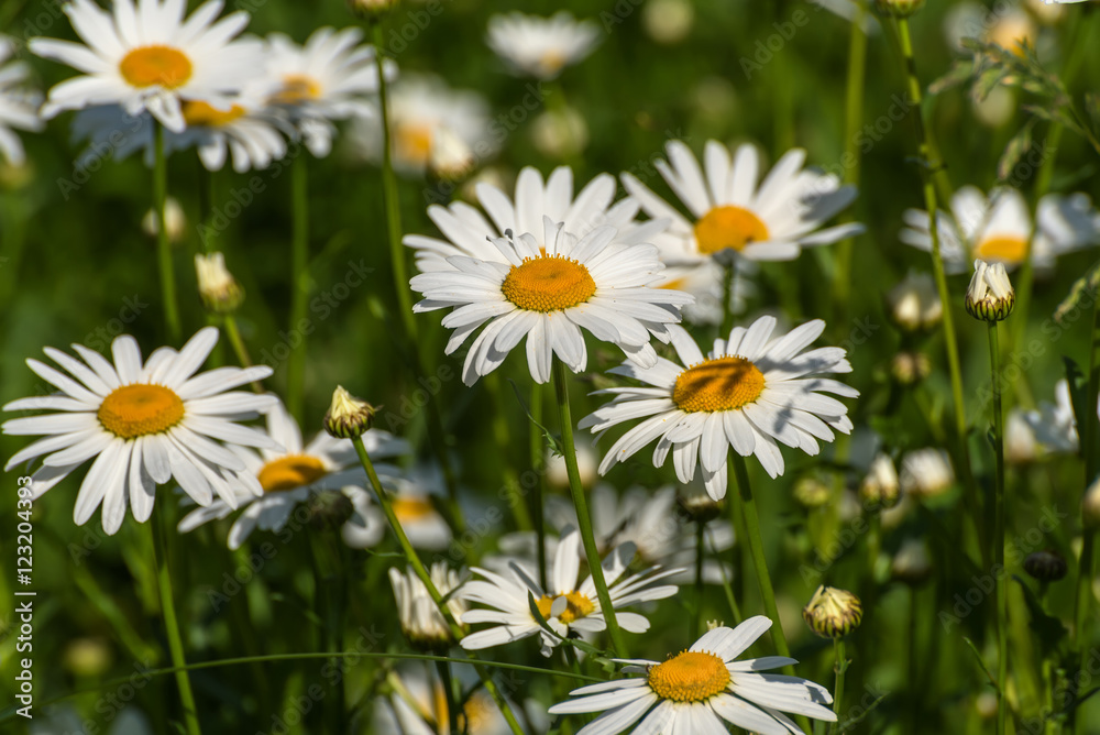 daisy flowers meadow daisy flowers meadow