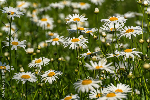 daisy flowers meadow