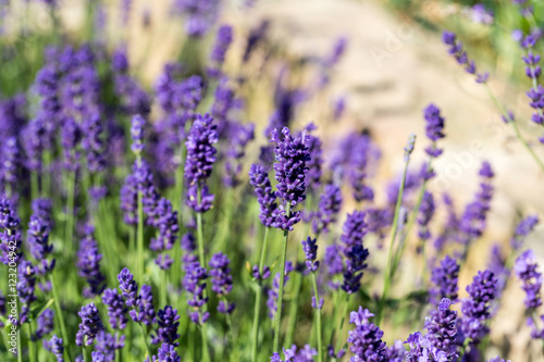Fototapeta Naklejka Na Ścianę i Meble -  Gardens with the flourishing lavender