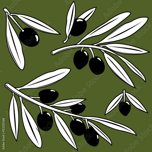 Olive tree branches with olive fruits. Vector illustration 