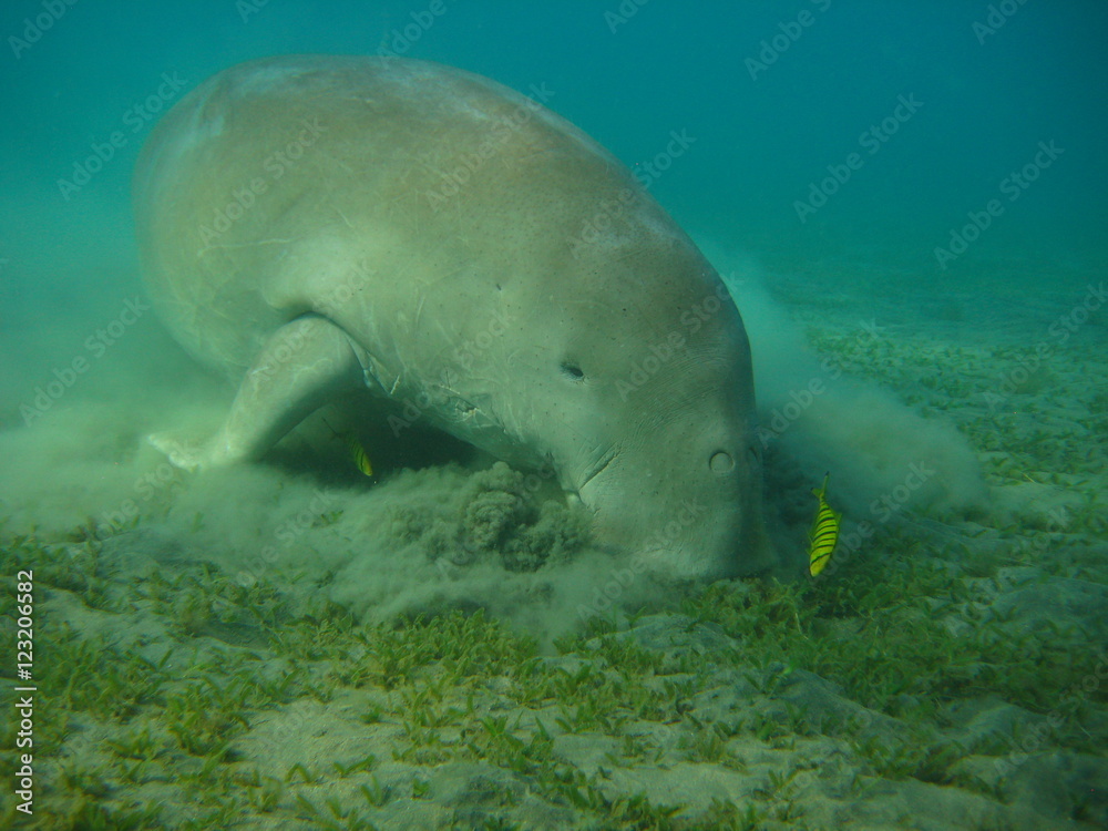 Seekuh / Dugong