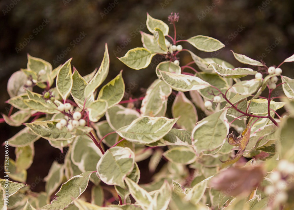 Leaves on a dark background. Leaves on a dark background.