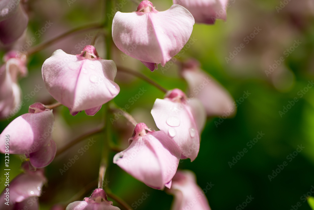 Obraz premium 萬葉植物園 藤の花