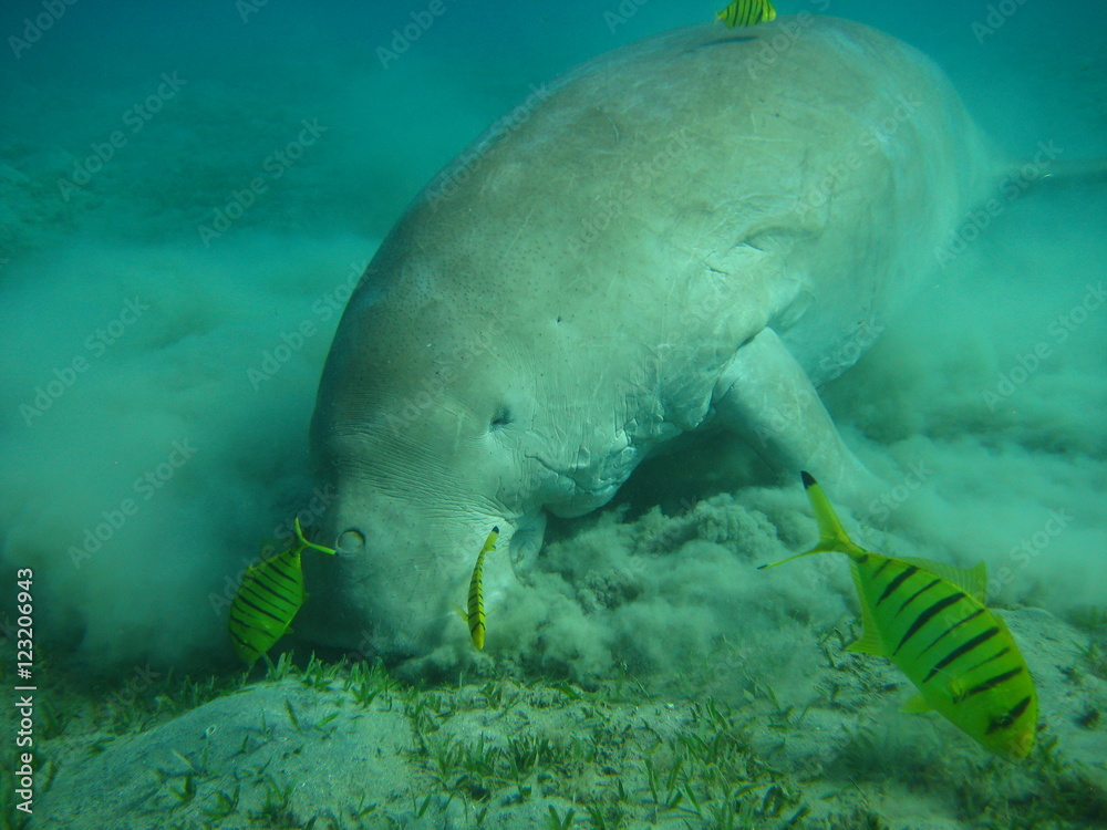 Fototapeta premium Dugong