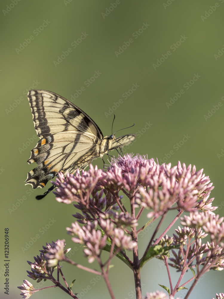 Eastern tiger swallowtail, Papilio glaucus Eastern tiger swallowtail, Papilio glaucus