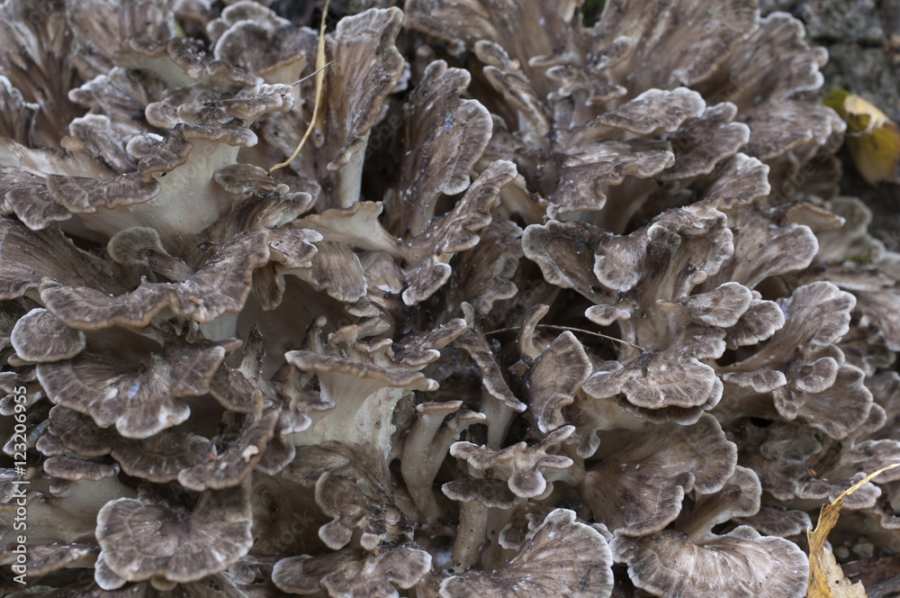 Grifola frondosa mushroom