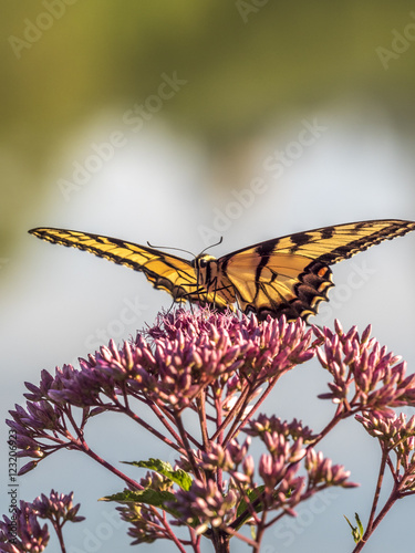 Eastern tiger swallowtail, Papilio glaucus © John Anderson