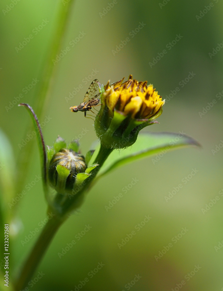 Fototapeta premium Exotic fly on yellow flower