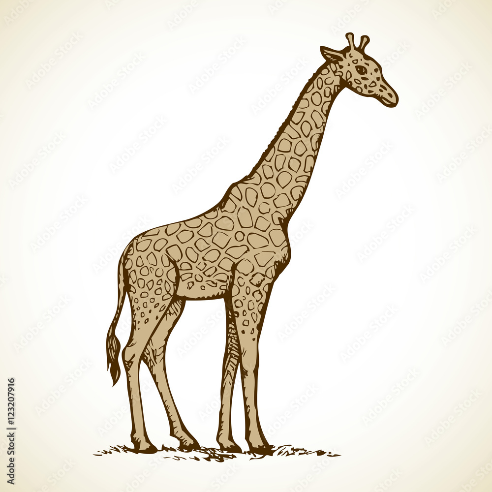 Obraz premium Elephant. Vector drawing