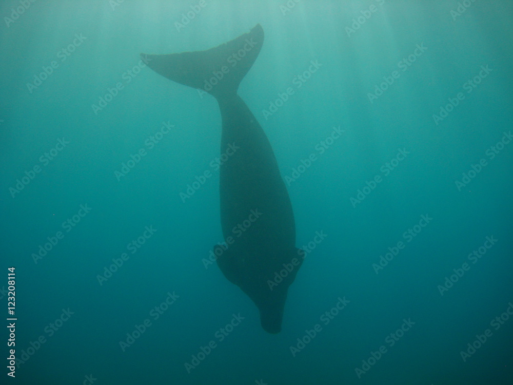 Seekuh / Dugong