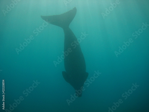 Obraz na płótnie Seekuh / Dugong w salonie