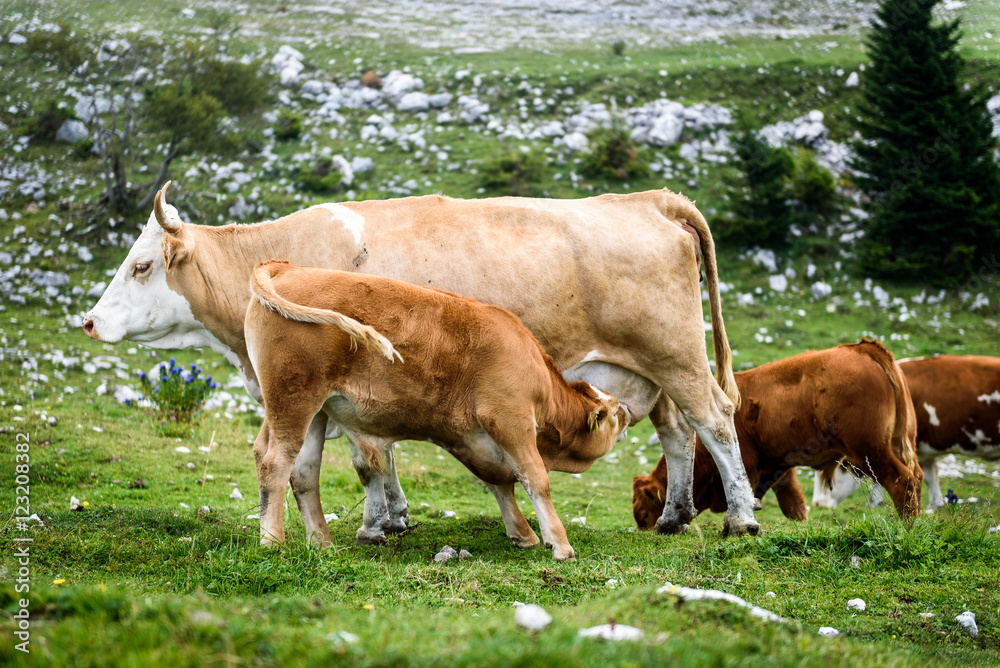 Free range cattle cows on high mountain green pasture. Free range cattle cows on high mountain green pasture.