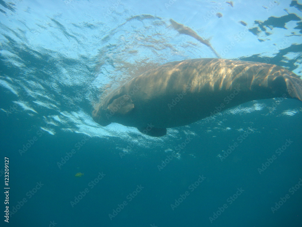 Obraz premium Seekuh