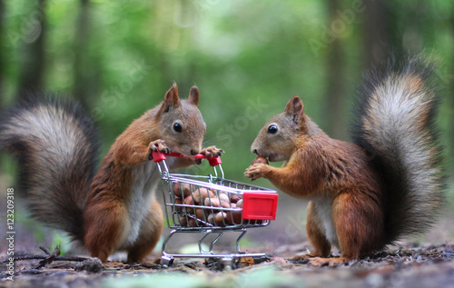 Two red squirrels near the small shopping cart with nuts