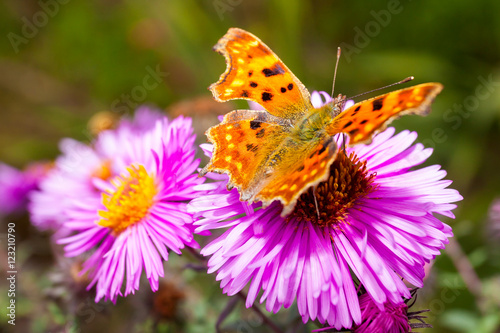 Butterfly on flower © iava777