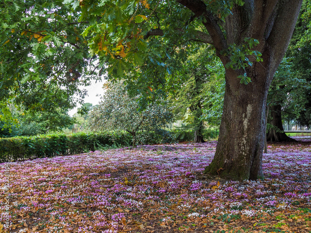 Wild Cyclamen (Persicum) in full bloom Wild Cyclamen (Persicum) in full bloom